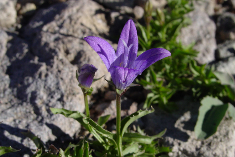 Campanula wilkinsiana