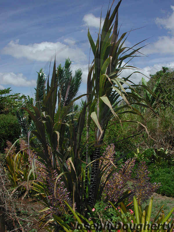 Cordyline terminalis