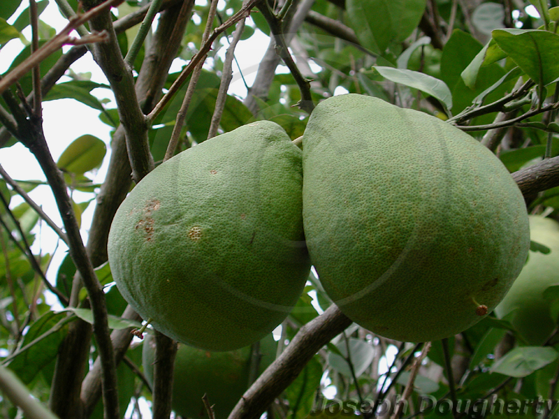 CalPhotos: Citrus grandis; Pummelo Tree