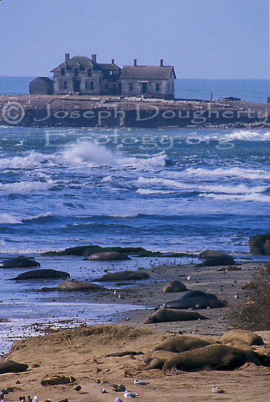 Año Nuevo Island keeper's house, with elephant seals in foreground; Año Nuevo State Reserve.