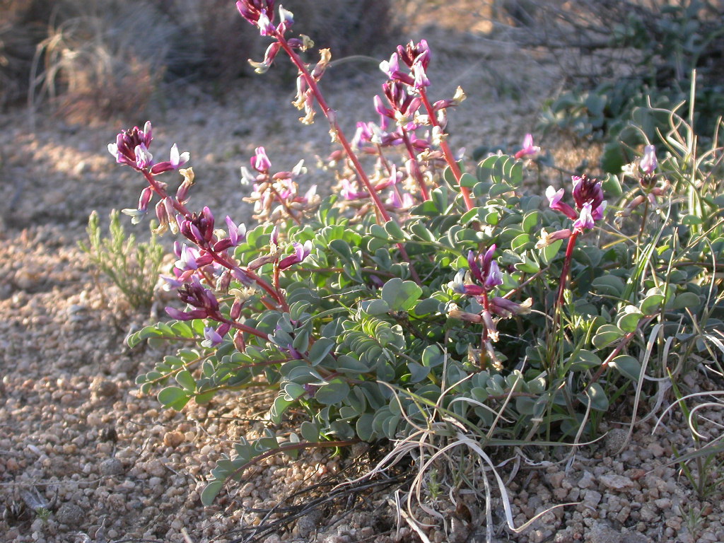 Astragalus cimae var. cimae