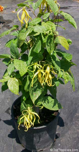 Cananga odorata var. fruticosa Cananga odorata var. fruticosa