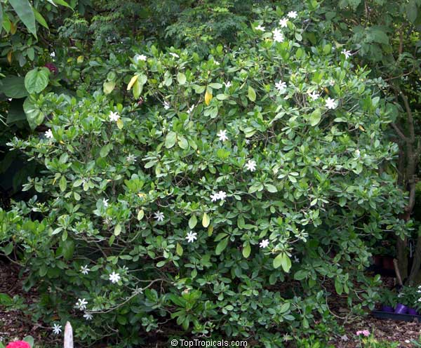 Gardenia taitensis Gardenia taitensis