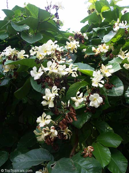 Chonemorpha fragrans Chonemorpha fragrans