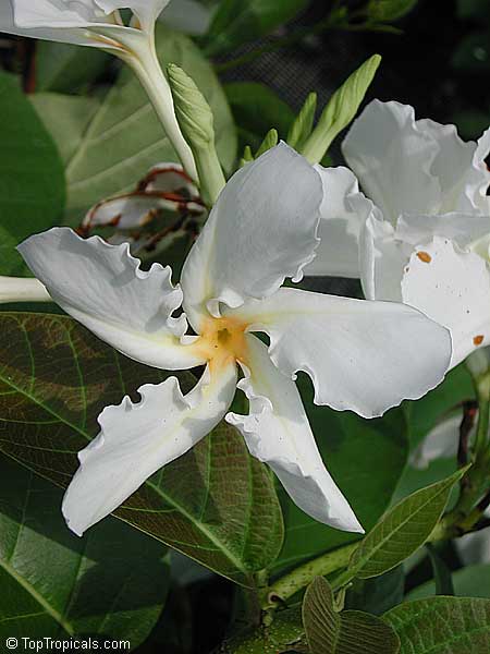 Chonemorpha fragrans