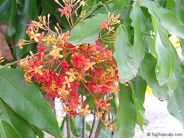 Saraca indica