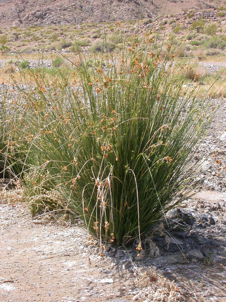 Juncus cooperi Juncus cooperi