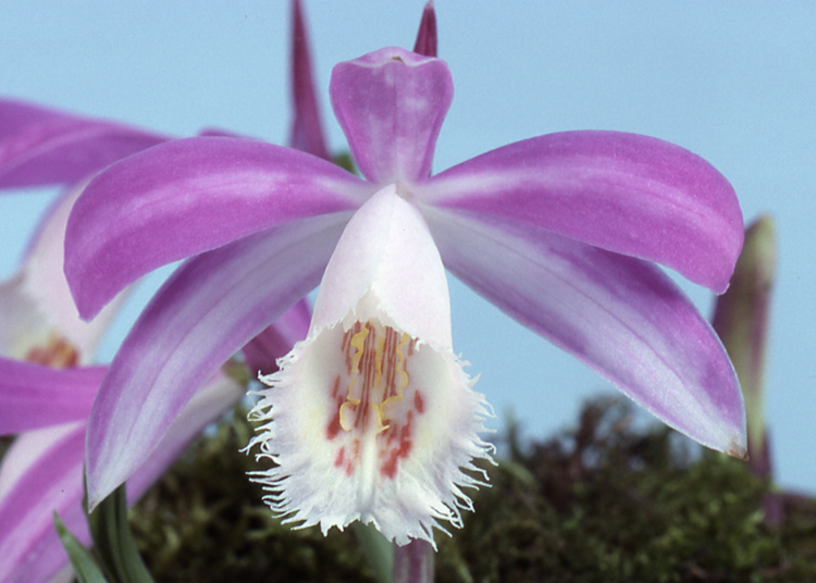 Pleione iris