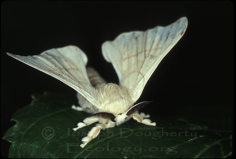 CalPhotos: Bombyx mori; Silk Moth