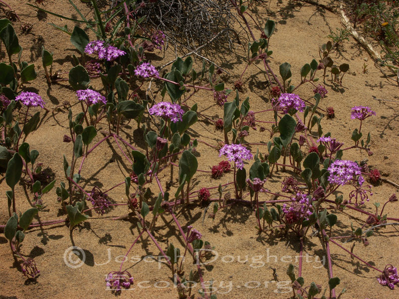 Abronia umbellata