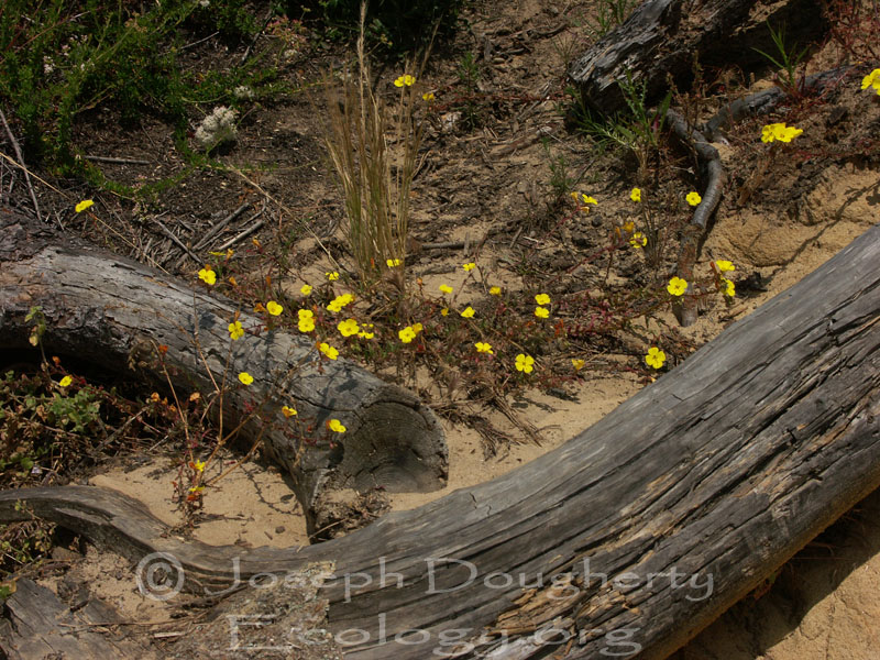 Camissoniopsis cheiranthifolia ssp. suffruticosa