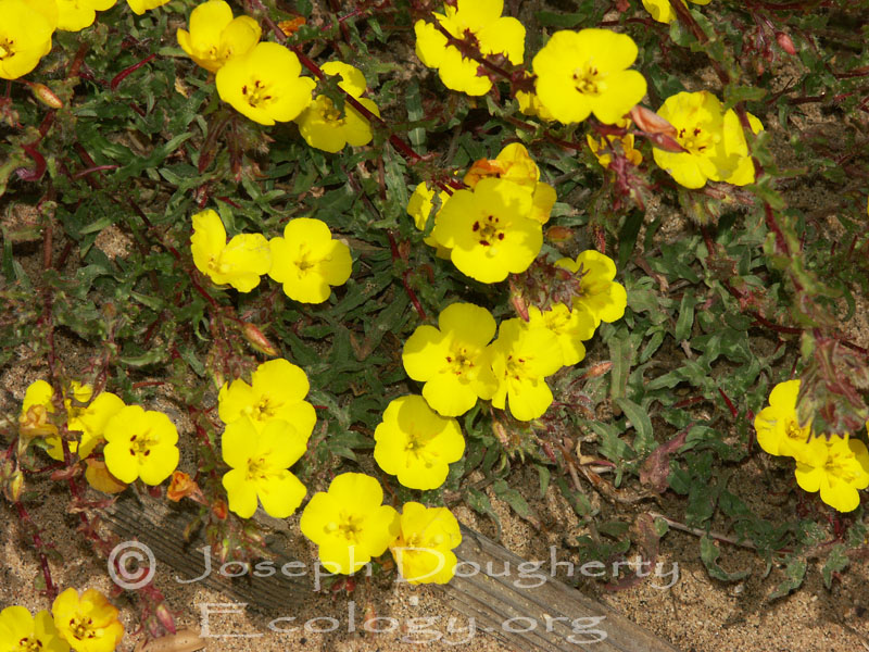 Camissoniopsis cheiranthifolia ssp. suffruticosa