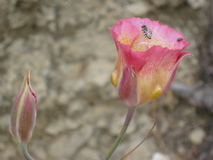 Calochortus plummerae Calochortus plummerae