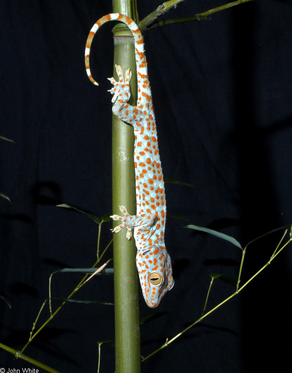 Gekko gecko