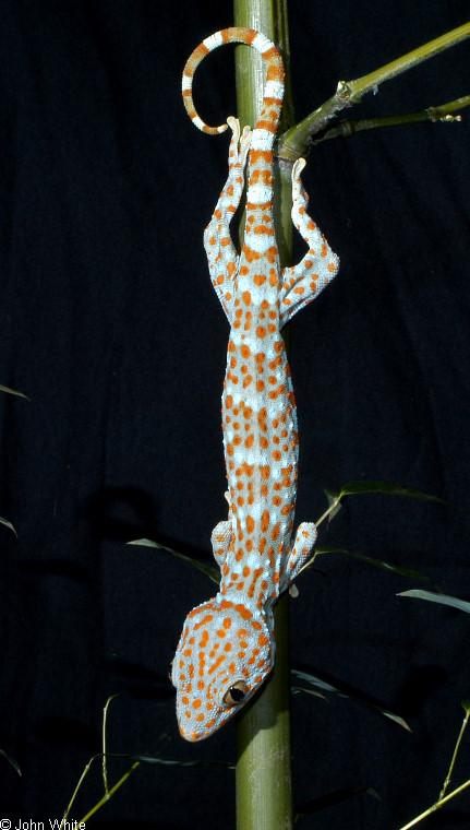 Gekko gecko