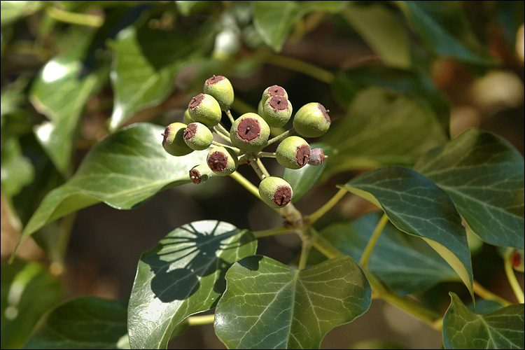 Hedera helix