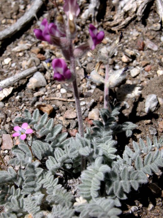 Astragalus leucolobus