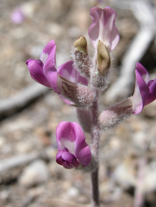 Astragalus leucolobus