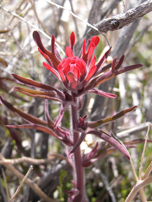 Castilleja applegatei ssp. martinii