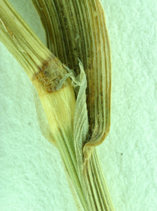 Agrostis hallii