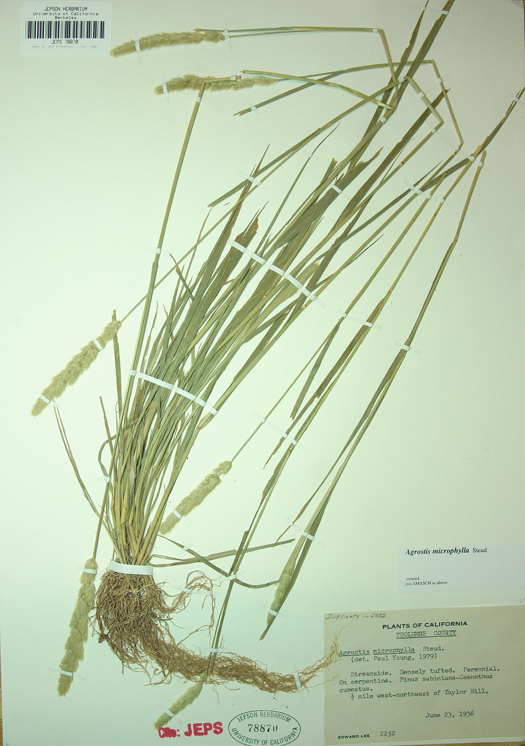 Agrostis microphylla