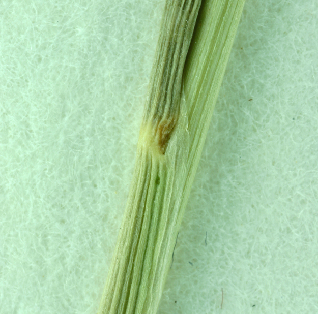 Agrostis pallens
