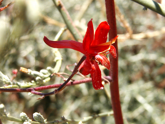 Delphinium cardinale