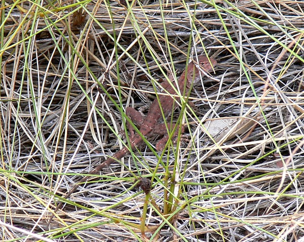 Ctenophorus isolepis Ctenophorus isolepis