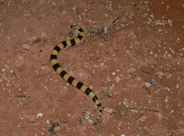 Simoselaps littoralis Simoselaps littoralis