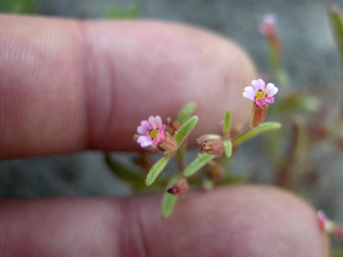 Erythranthe breweri