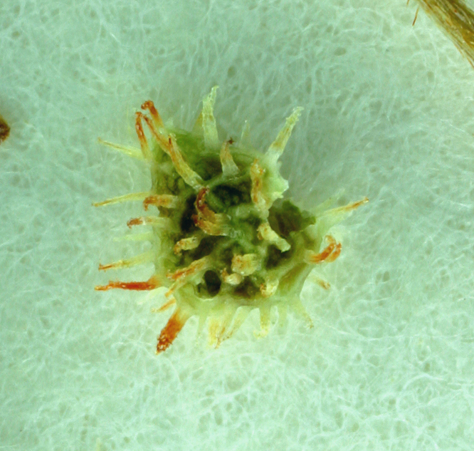 Plagiobothrys acanthocarpus