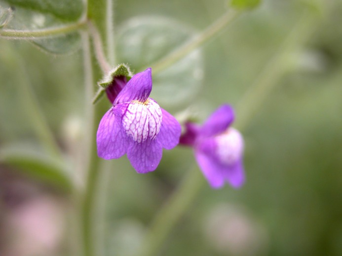 Antirrhinum nuttallianum ssp. nuttallianum