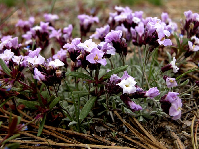 Boechera parishii