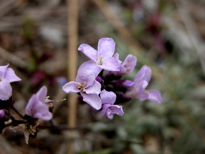 Boechera parishii