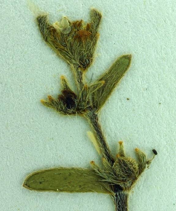 Plagiobothrys distantiflorus