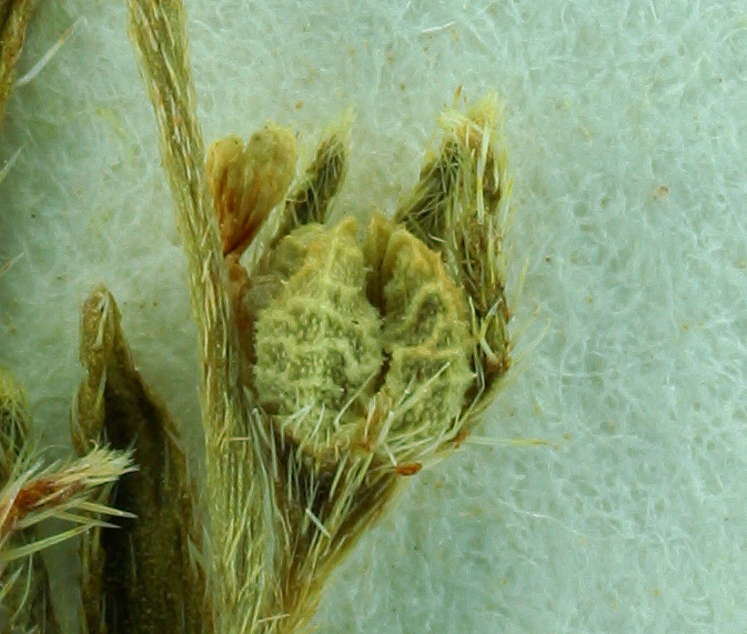 Plagiobothrys hispidulus Plagiobothrys hispidulus