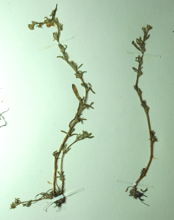 Plagiobothrys humistratus Plagiobothrys humistratus
