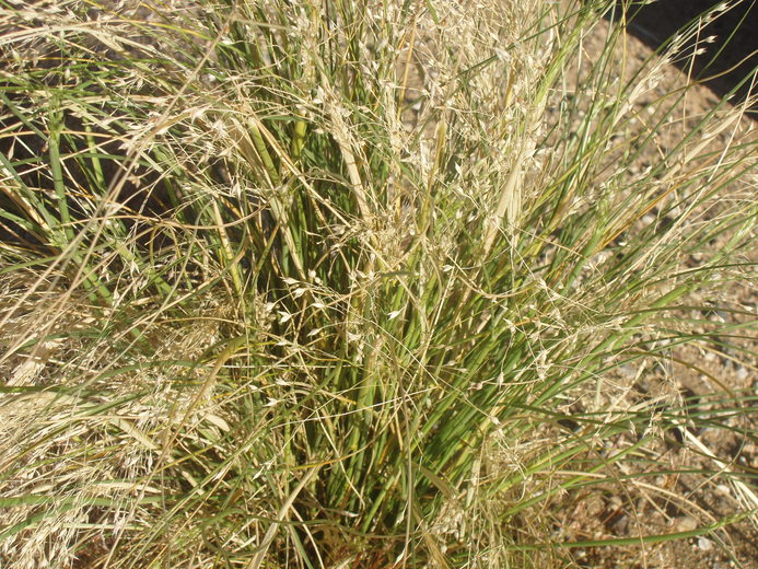 Stipa hymenoides Stipa hymenoides