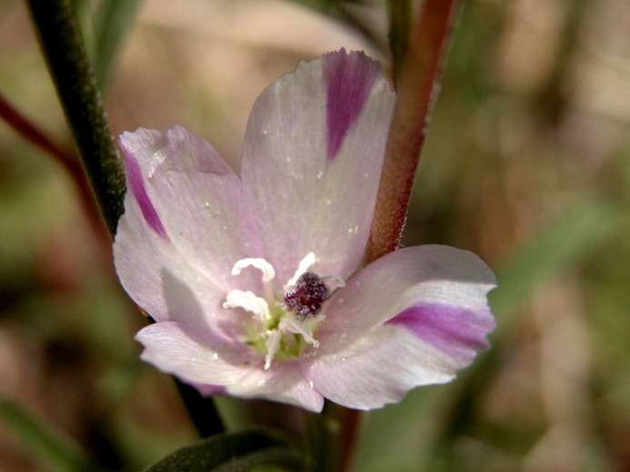 Clarkia purpurea ssp. quadrivulnera