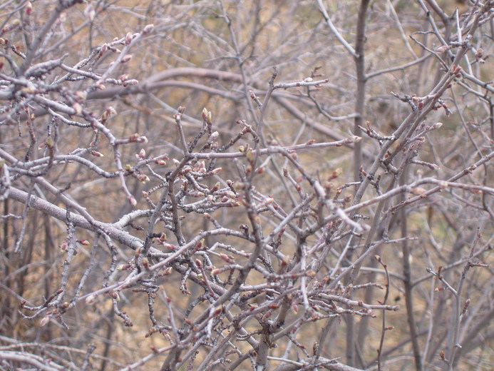 Amelanchier utahensis