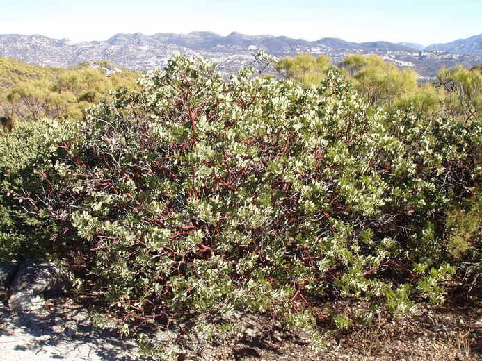 Arctostaphylos glandulosa