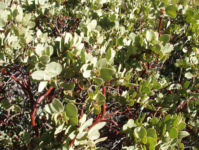 Arctostaphylos glandulosa Arctostaphylos glandulosa