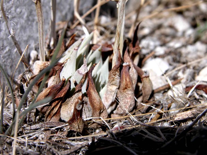 Dudleya abramsii ssp. affinis