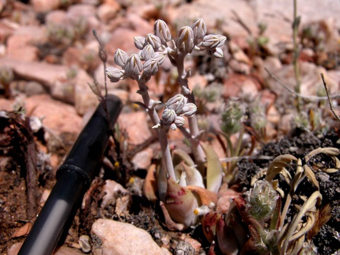 Dudleya abramsii ssp. affinis