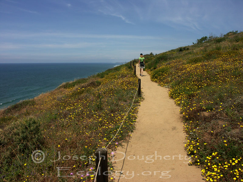 Coastal view portion of the Guy Fleming Trail at Torrey Pines.