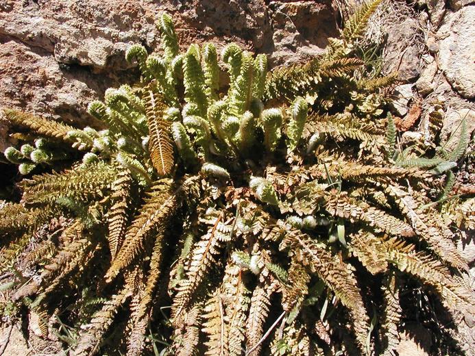 Polystichum lemmonii Polystichum lemmonii