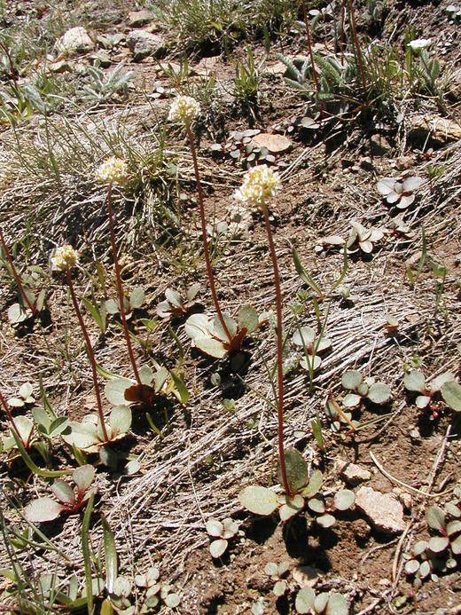 Saxifraga californica