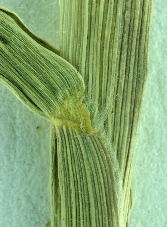 Cenchrus longispinus
