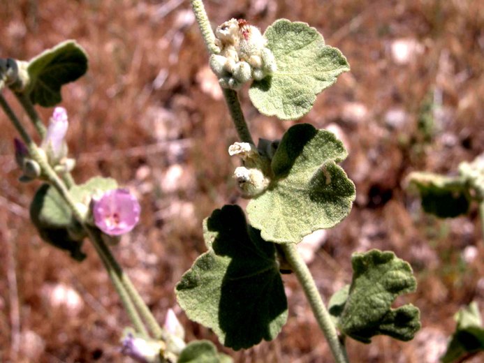 Malacothamnus orbiculatus