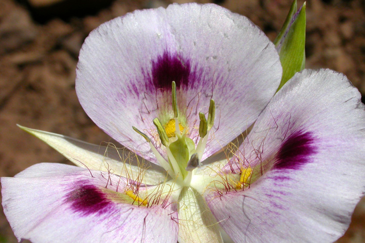 Calochortus eurycarpus